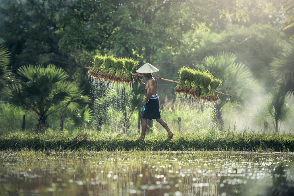Traditional farming : A new ray of&nbsp;Hope